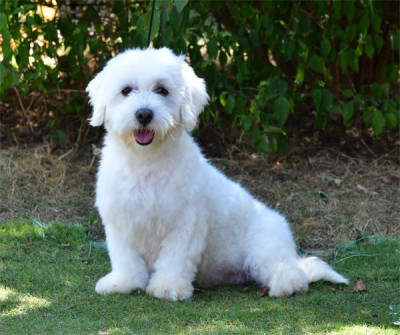 Étalon Coton de Tulear - Vayana de dame nature