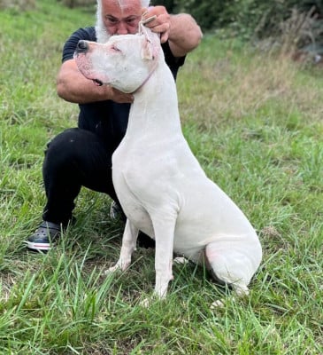Étalon Dogo Argentino - V.KRAVITZ del Sueno Latino