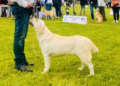 Étalon Labrador Retriever - MANSER club ATTRAKTIVE lady