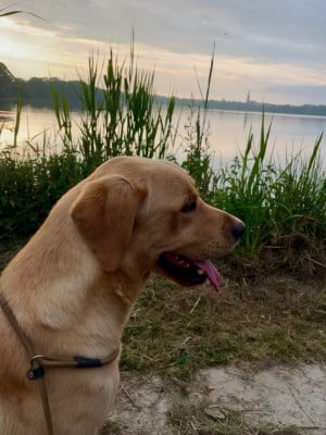 Étalon Labrador Retriever - Vlad Des Iris De Grande Briere