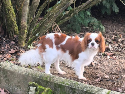 Étalon Cavalier King Charles Spaniel - vanille De Lev'horse