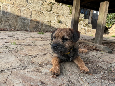Étalon Border Terrier - PROSPER Des Garennes De Beauregard