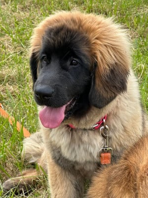Étalon Leonberger - Royal Daughter Rosie Sedmidomky Titre Initial