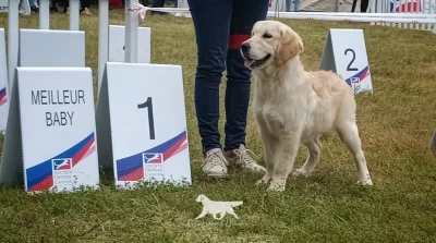 Étalon Golden Retriever - Usa's Dream Brooklyn De La Vallée D'allianka