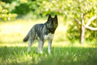 Étalon Siberian Husky - Ayko Alphareign
