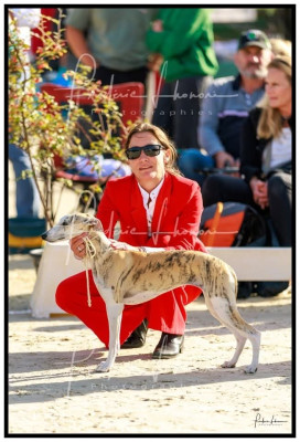 Étalon Whippet - Southpoint Yours Truly 