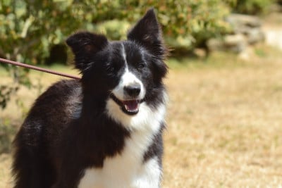 Étalon Border Collie - Aloha De La Colline d'Ans