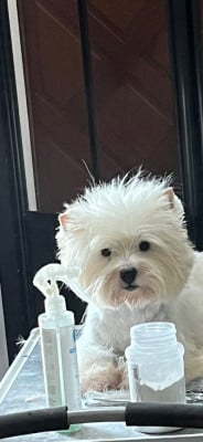 Étalon West Highland White Terrier - So cute just for me