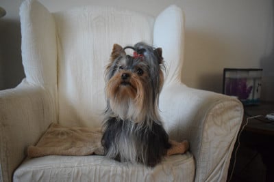 Étalon Yorkshire Terrier - apple