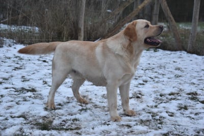 Étalon Labrador Retriever - VAGABOND Du Grand Etricher