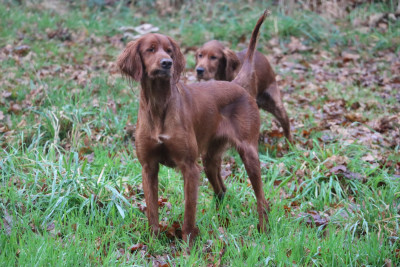 Étalon Setter irlandais rouge - SWIFT AND ROLL des solos de rory