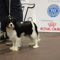 Étalon Cavalier King Charles Spaniel - Victoire De Lev'horse