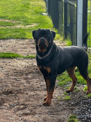 Étalon Rottweiler - Vick Du Valhalla Des Anges Noirs