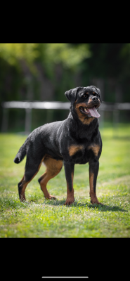 Étalon Rottweiler - Torvi von der wharen kraft