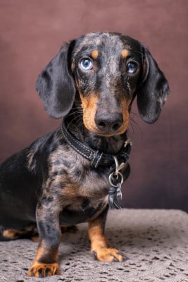 Étalon Teckel poil ras - Athos Mistralevent Des Bulljack Des Bestfriends