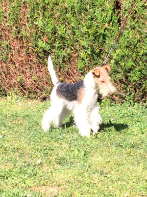 Étalon Fox Terrier Poil Dur - Venise De L'esprit D'Aladin