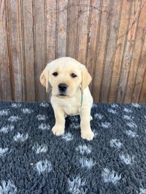 Étalon Labrador Retriever - Boreal Sea Of The Little Snow