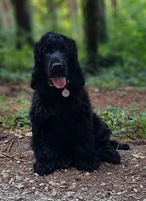 Étalon Cocker Spaniel Anglais - Butterfly Moonlight du Grand Cougnot