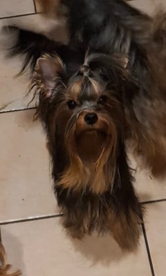 Étalon Yorkshire Terrier - Aegon Targaryen du clos de mayerland