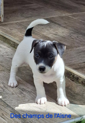 Étalon Jack Russell Terrier - Bosco Big Boss des champs de l'Aisne