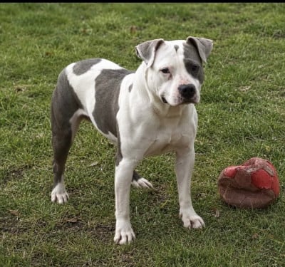 Étalon American Staffordshire Terrier - Trust of Atomic Dog