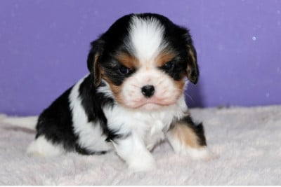 Étalon Cavalier King Charles Spaniel - Awaii Du Castel Des Petits Coeurs