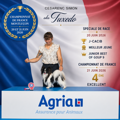 Étalon Epagneul nain Continental (Papillon) - Cesarenc Simon (aka Tuxedo)