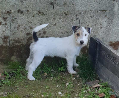 Étalon Jack Russell Terrier - Strike de l'Anse Royale