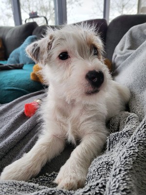 Étalon Jack Russell Terrier - Alive des coteaux du lambon