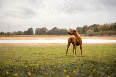 Étalon Rhodesian Ridgeback - Shaka Zawadi  des Terres Lointaines
