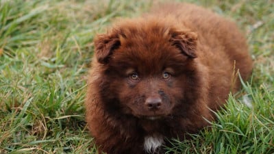 Étalon Chien finnois de Laponie - BONNIE AND CLYDE Of Artic West Wind