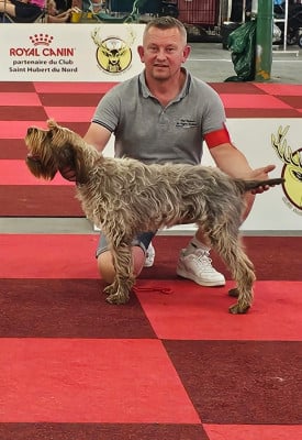 Étalon Griffon d'arrêt à poil dur Korthals - Athéna De La Prairie Du Hocquet