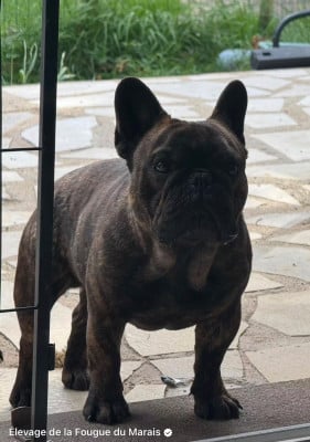 Étalon Bouledogue français - Distinct Origins ALPHONSE