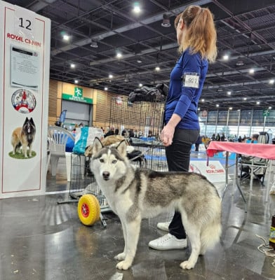 Étalon Siberian Husky - Talya de l'étoile Sibérienne