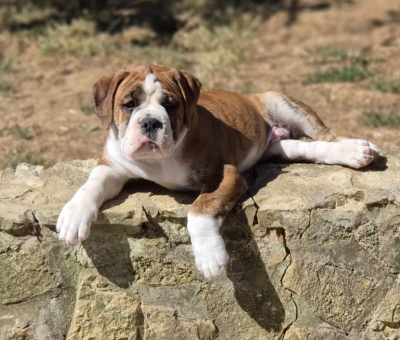 Étalon Bulldog continental - Brave Heart Ben Hur De kalinka des roches blanches
