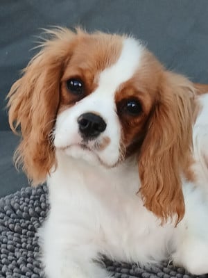 Étalon Cavalier King Charles Spaniel - Betsy Belle Des Trésors De L'Artois