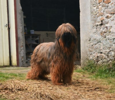 image de Valegro de la Chaume du Bois Dieu