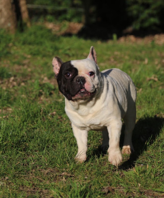 Étalon Bouledogue français - Thelos des Terres du Sirius