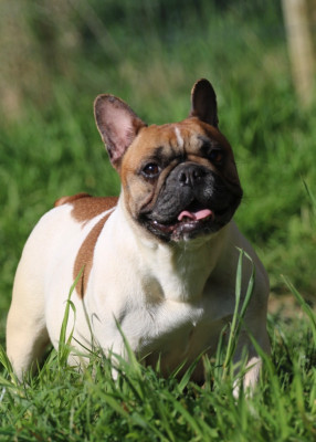 Étalon Bouledogue français - Ulluva des Terres du Sirius