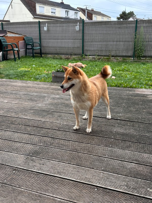 Étalon Shiba - S kyra dog n tattoo dog’n'tattoo