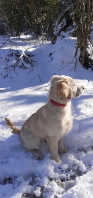 Étalon Golden Retriever - R 2 coca des jardins d épona Titre Initial
