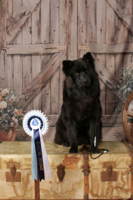 Étalon Eurasier - Azia Des Terres Vagabondes
