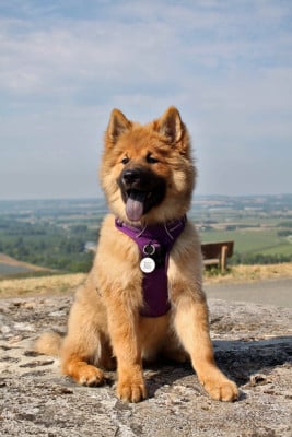 Étalon Eurasier - Be Loved Buzea Du Mas De Gombourg