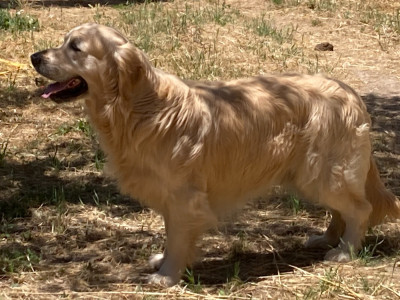 Étalon Golden Retriever - VERDI du Sarmizegetusa Regia