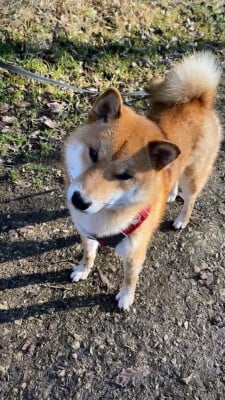 Étalon Shiba - Hoxakam Vizir