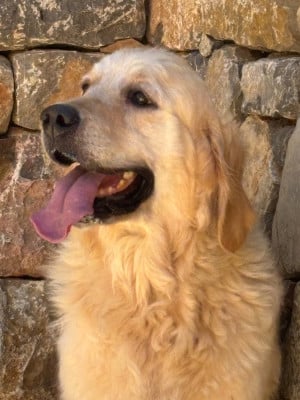 Étalon Golden Retriever - UNA STORIA du Sarmizegetusa Regia