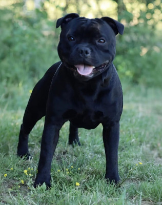 Étalon Staffordshire Bull Terrier - Alpha Omega Du Domaine Des Juraires