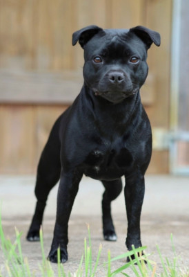 Étalon Staffordshire Bull Terrier - Agapé Du Domaine Des Juraires