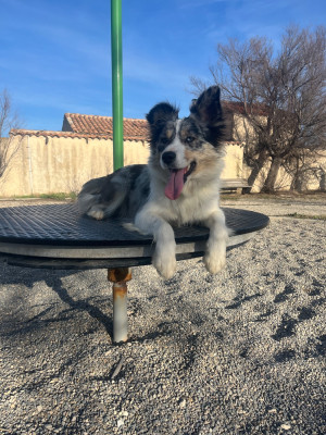 Étalon Border Collie - Tayla des Mirages d'Azur