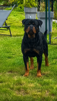 Étalon Rottweiler - Uzy love Des Guerriers De Leia
